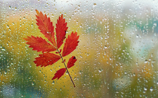 Red leaf rainy window autumn - a red leaf free wallpaper