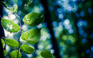 Green leaf water drops forest - the forest free wallpaper for desktop