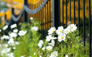 Fence flowers bokeh garden daisy - a fence free wallpaper for desktop