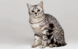 Cat gray striped background realistic - white stripe free wallpaper