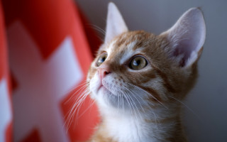 Cat red white background cross - neoism free wallpaper for desktop