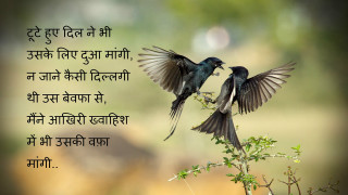 Two birds flying tree branch - bapu free wallpaper for desktop