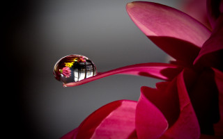 Flower waterdrop darkbackground buildingreflection macro - a water drop free wallpaper