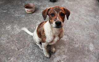 Dog bowl water tachisme photocopy - the ground next free wallpaper for desktop