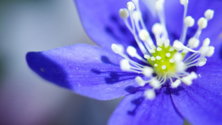 Purple flower white stamens yellow - a green center free wallpaper for desktop
