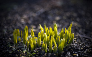 Plant leaves dirt macro blurry - the dirt free wallpaper