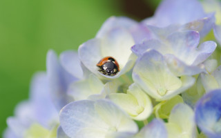 Ladybug purple flower bokeh ecological - a lady bug free wallpaper for desktop