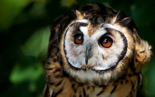 Owl blue eyes blurry background - and a blurry background free wallpaper