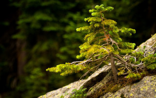 Tiny tree rock moss forest - moss free wallpaper