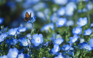 Blue butterfly on blue flower - blue flower free wallpaper
