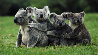 Koalas lush green field australian - a lush green field of grass and grass free wallpaper