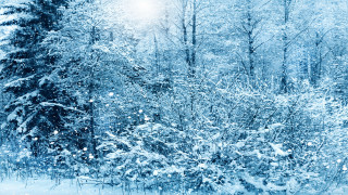 Snowy forest winter cherry blossoms - a snowy forest free wallpaper