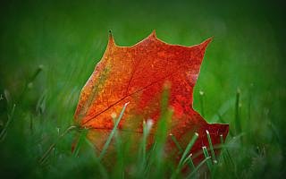 Red leaf grass green background - a red leaf free wallpaper