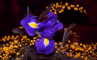 Purple flower yellow stamens green 3 - yellow flower free wallpaper