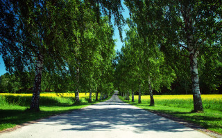 Road trees grass yellowflowers landscape - arvid nyholm free wallpaper