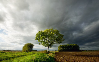 Tree field cloudy sky path 2 - a green field in the foreground free wallpaper