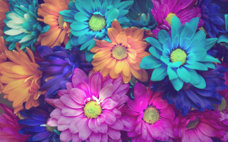 Colorful flower bouquet blue rose - one flower in the middle of the picture free wallpaper