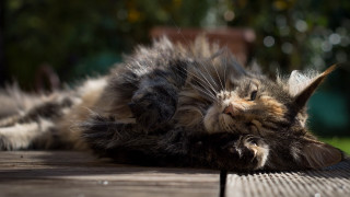 Cat laying on wooden deck - its head on free wallpaper