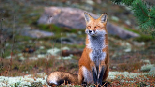 Fox grass pine rock blurry - a fox free wallpaper for desktop