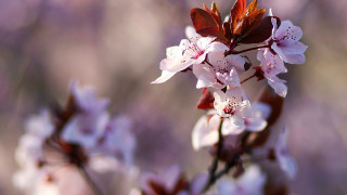 Flower butterfly cherry blossoms macro - a blurry background of flowers free wallpaper for desktop