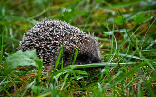 Hedgehog grass day sun nature - a hedgehog free wallpaper