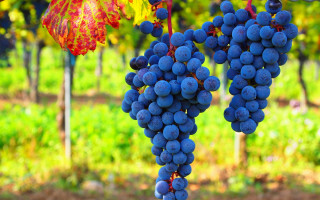 Grapes vineyard leafy background bokeh - alesso baldovinetti free wallpaper