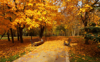 Park path benches fall leaves - a park free wallpaper