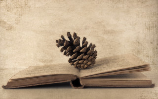 Book pinecone table bookmark beach - a bookmark free wallpaper