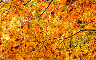 Fall autumn leaves tree colorful - andreas gursky free wallpaper