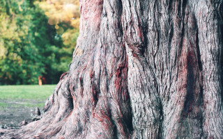 Tree red marks bench forest - a bench in the foreground free wallpaper