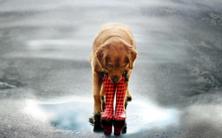 Dog red boots puddle water - amy weber free wallpaper