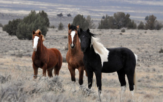 Three horses field trees clouds - the background and a sky in the background free wallpaper
