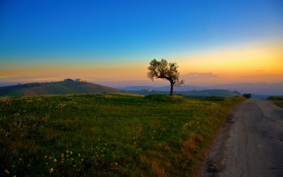 Lone tree grassy hill sunset 2 - arthur quartley free wallpaper
