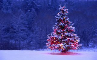Christmas tree snow aurora lights - in a field free wallpaper for desktop