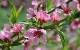 Pink flower closeup bokeh leaves - boetius adamsz bolswert free wallpaper for desktop