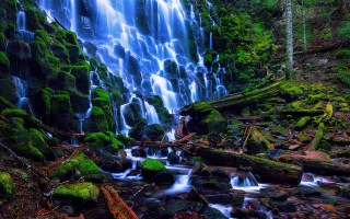 Waterfall moss forest log nature - the forest free wallpaper