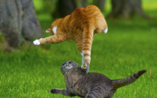 Cat jumping action blurry nature - action scene free wallpaper