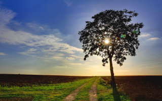 Tree sunshine path clouds nature - the cloud above free wallpaper for desktop