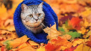 Cat blue hat scarf leaves - look free wallpaper