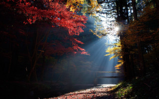 Woods bench light rays autumn - light ray free wallpaper
