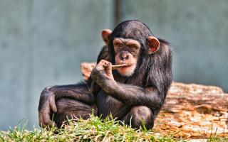 Chimpanzee log eating food outdoors - alex petruk ape free wallpaper