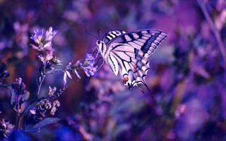 Butterfly flower purple field magic - purple flower free wallpaper for desktop