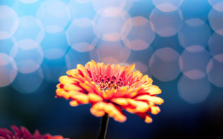 Orange flower bokeh macro shallow - a close up of a flower free wallpaper for desktop