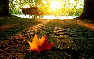 Autumn leaf sunlight forest bench - the ground in front free wallpaper