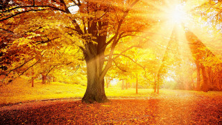 Yellow leaves tree park autumn - the sun free wallpaper