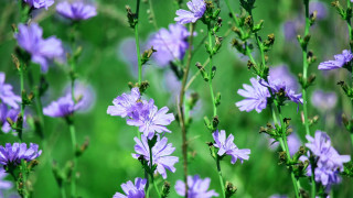 Purple flower bee macro bokeh - back end free wallpaper for desktop