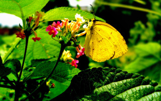 Yellow butterfly flower green leaves - green leaf and flowers free wallpaper