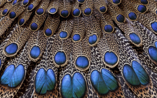 Peacock feathers blue spots macro - exquisite detail free wallpaper