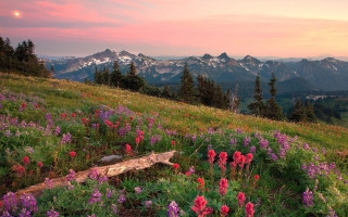 Wildflowers mountain sunset flowers landscape - other flower free wallpaper for desktop