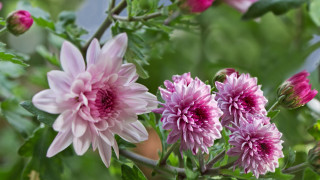 Pink flower garden macro blurry 2 - a garden area free wallpaper